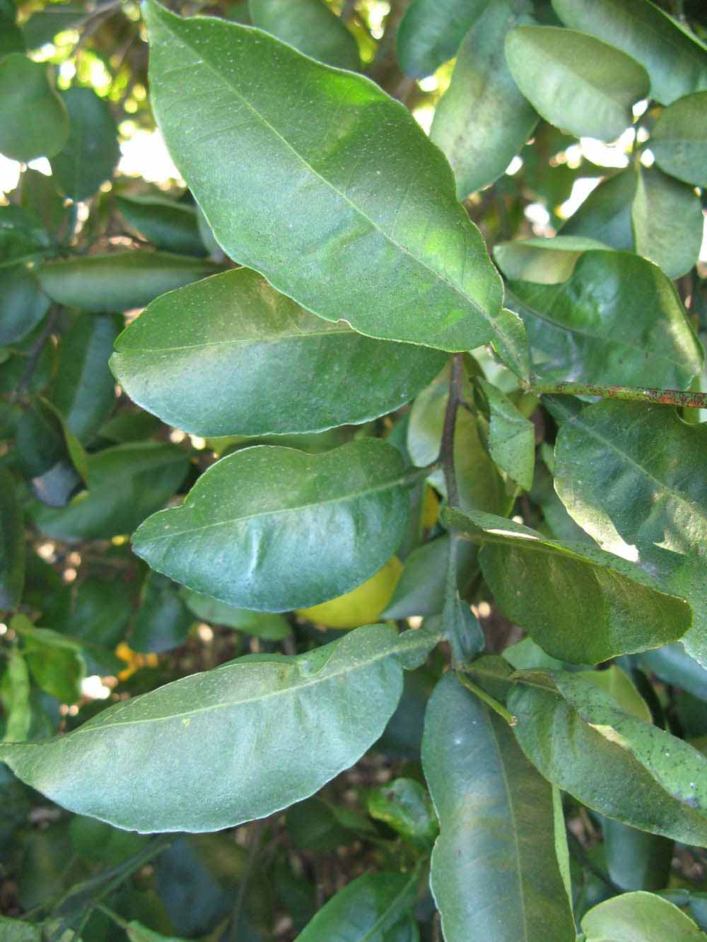            Shade leaves (Winter Haven, FL)   